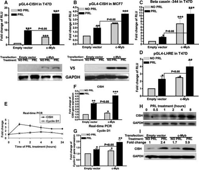 GAPDH Antibody in Western Blot (WB)