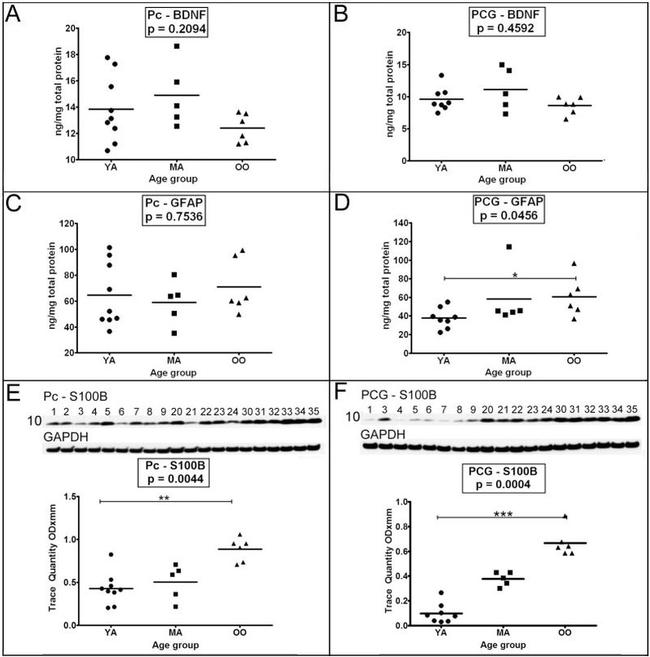 GAPDH Antibody in Western Blot (WB)