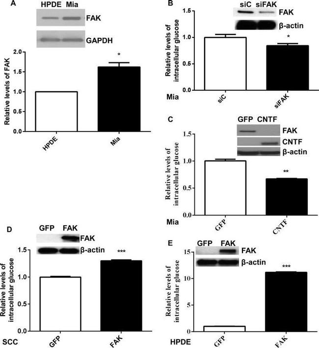 GAPDH Antibody in Western Blot (WB)