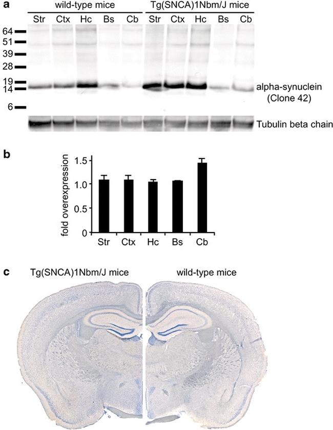 beta Tubulin Loading Control Antibody in Western Blot (WB)