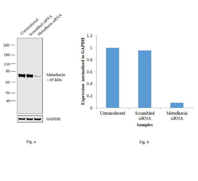 Metadherin Antibody