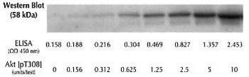 Human AKT (Phospho) [pT308] ELISA Kit