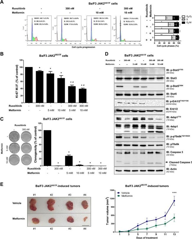 ERK1/ERK2 Antibody in Western Blot (WB)