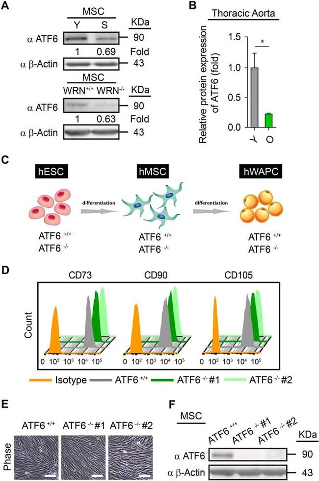 CD105 (Endoglin) Antibody in Flow Cytometry (Flow)