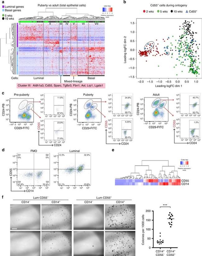 CD14 Antibody in Flow Cytometry (Flow)