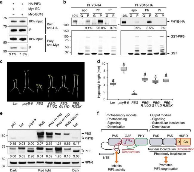 Myc Tag Antibody in Western Blot (WB)