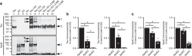 Tau Antibody in Western Blot (WB)