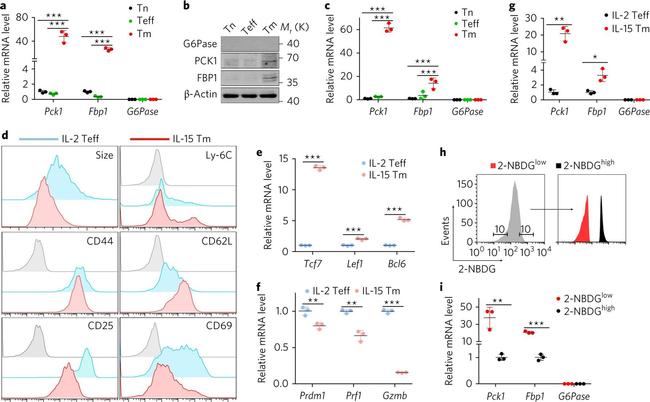 CD69 Antibody in Flow Cytometry (Flow)