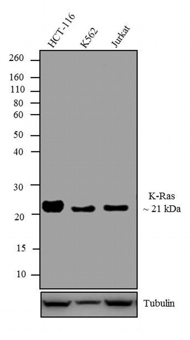 K-Ras Antibody in Western Blot (WB)