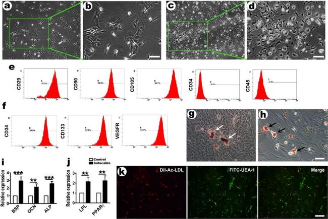 CD29 (Integrin beta 1) Antibody in Flow Cytometry (Flow)