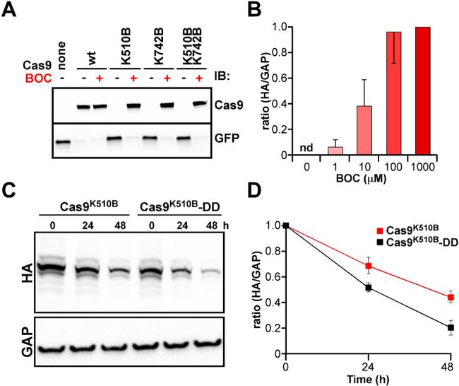 HA Tag Antibody in Western Blot (WB)