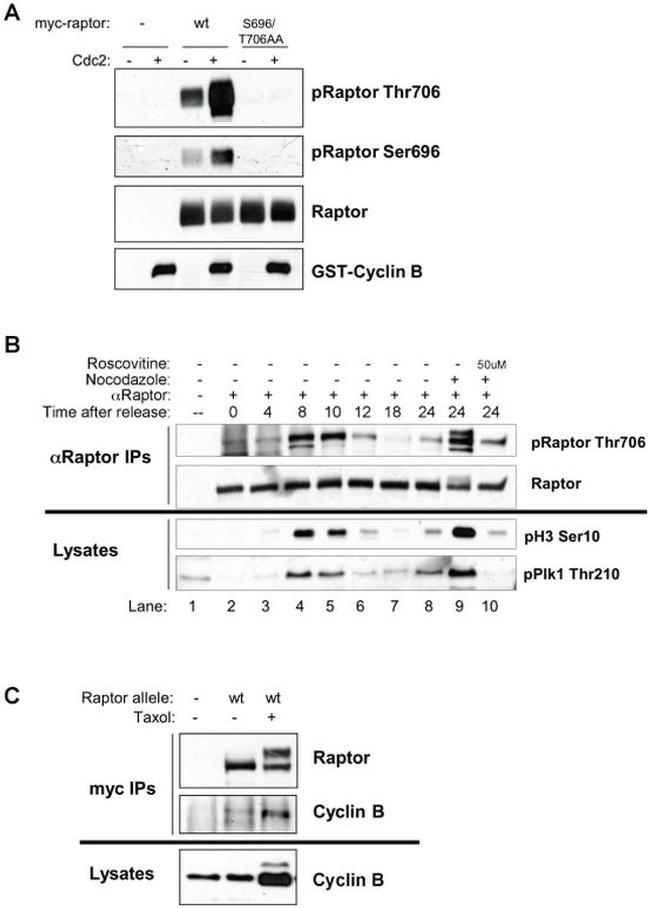 Raptor Antibody in Immunoprecipitation (IP)