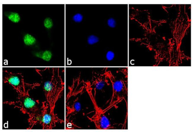 PAX6 Antibody in Immunocytochemistry (ICC/IF)