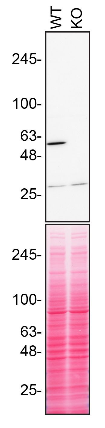 RXRA Antibody in Western Blot (WB)