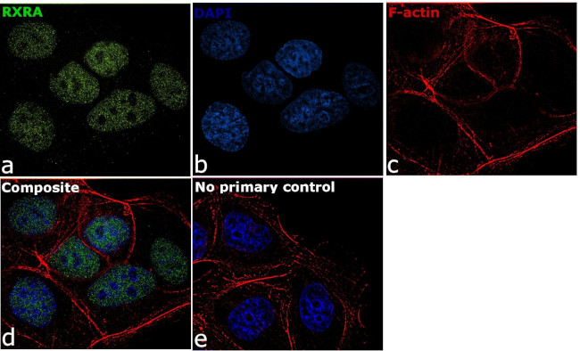 RXRA Antibody in Immunocytochemistry (ICC/IF)