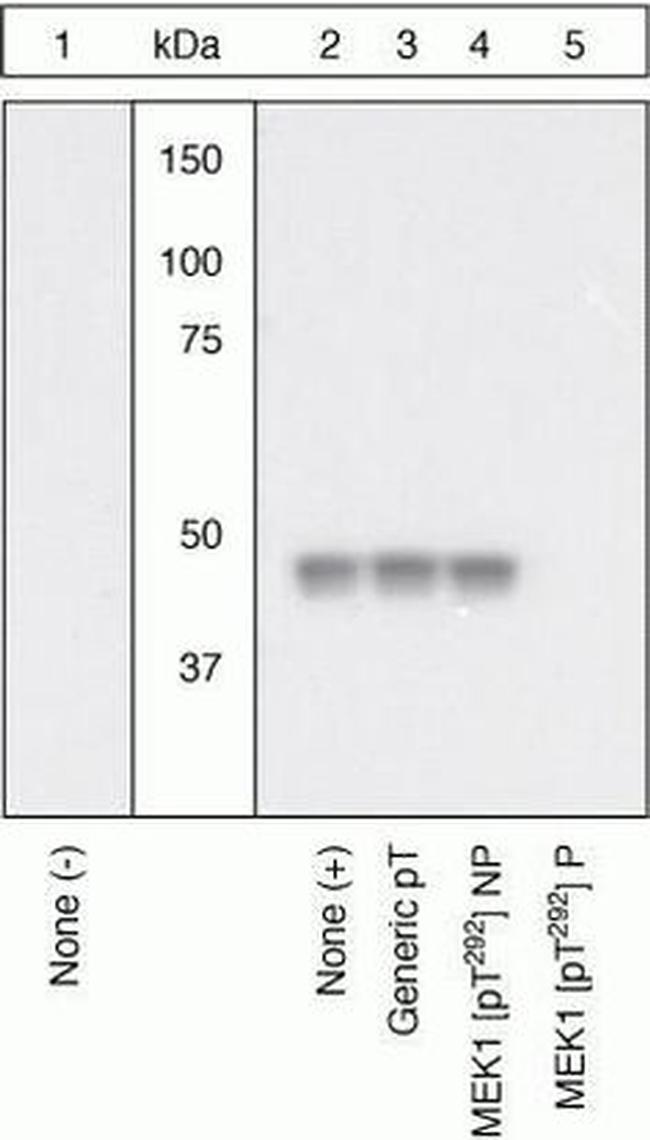 Phospho-MEK1 (Thr292) Antibody