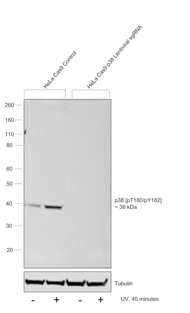 Phospho-p38 MAPK (Thr180, Tyr182) Antibody