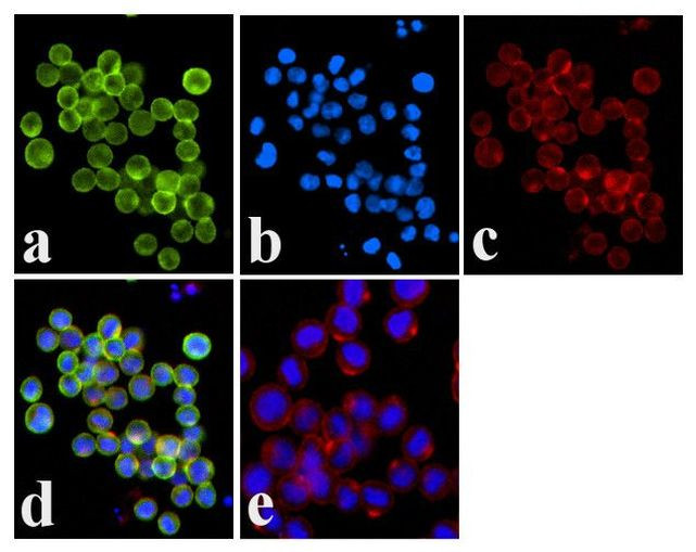 Phospho-JAK1 (Tyr1022, Tyr1023) Antibody in Immunocytochemistry (ICC/IF)