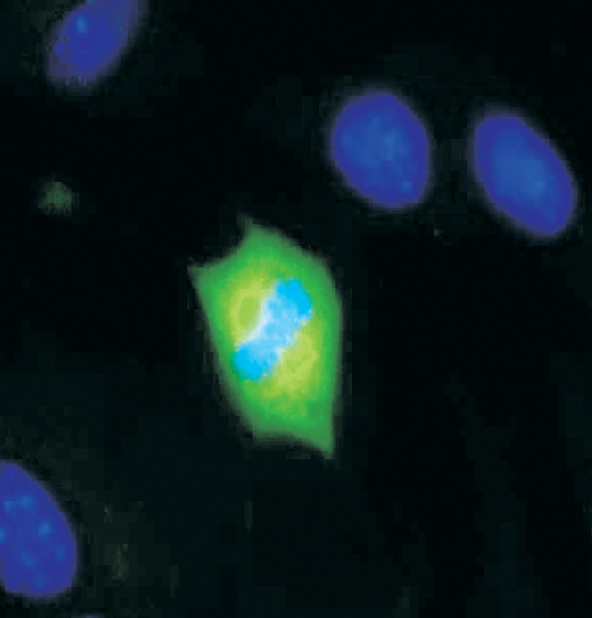 Phospho-MEK1/MEK2 (Ser222) Antibody in Immunocytochemistry (ICC/IF)