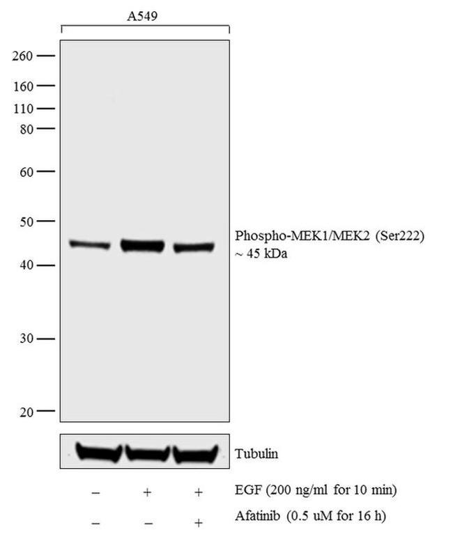 Phospho-MEK1/MEK2 (Ser222) Antibody