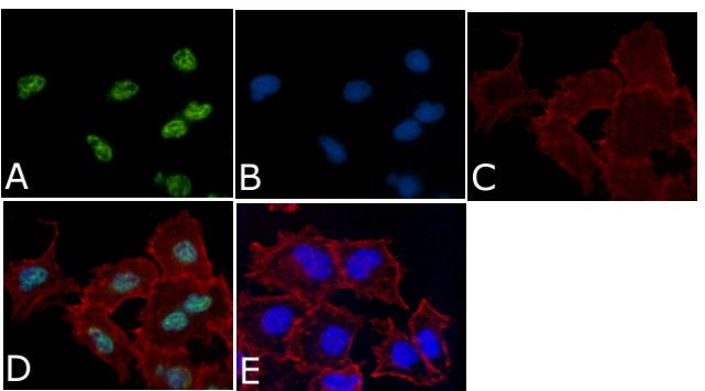 Phospho-MEK1 (Thr292) Antibody in Immunocytochemistry (ICC/IF)