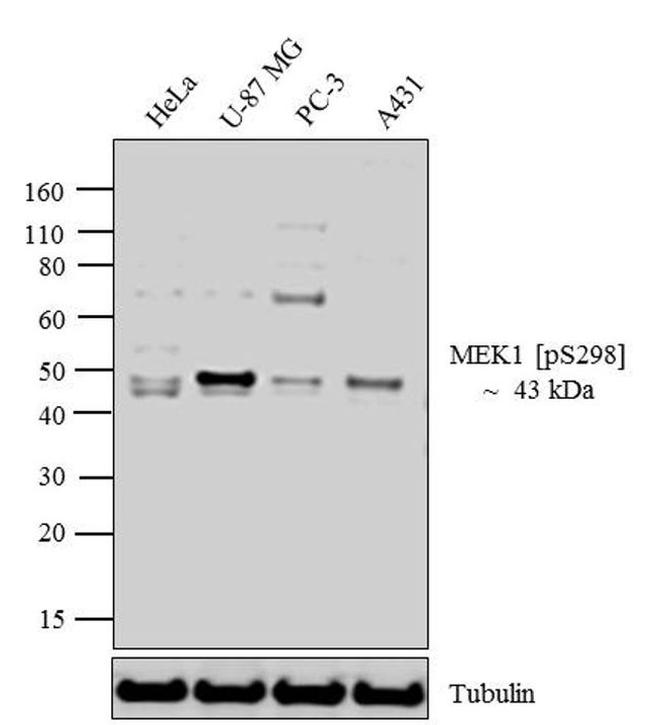 Phospho-MEK1 (Ser298) Antibody in Western Blot (WB)