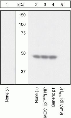 Phospho-MEK1 (Thr386) Antibody in Western Blot (WB)