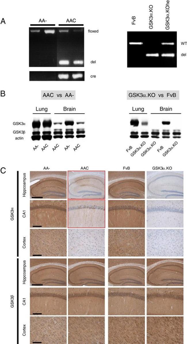 GSK3 alpha/beta Antibody in Western Blot, Immunohistochemistry (WB, IHC)