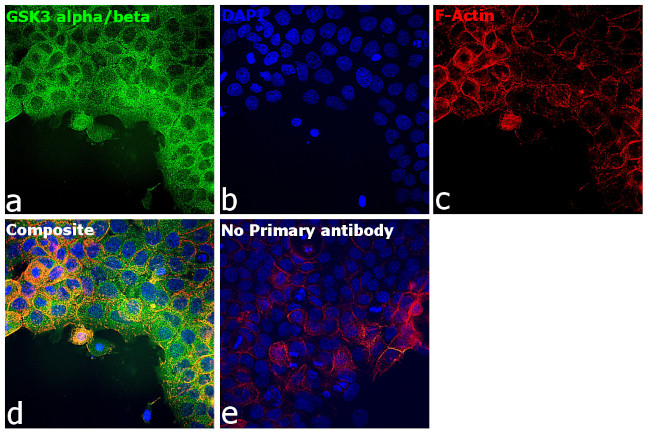 GSK3 alpha/beta Antibody in Immunocytochemistry (ICC/IF)