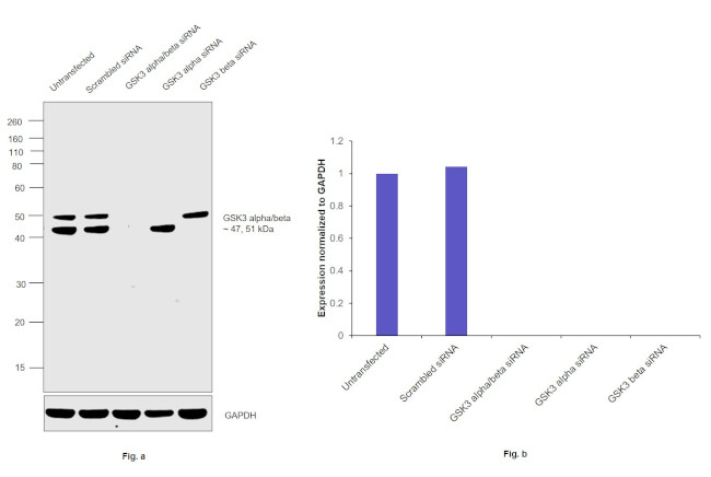 GSK3 alpha/beta Antibody