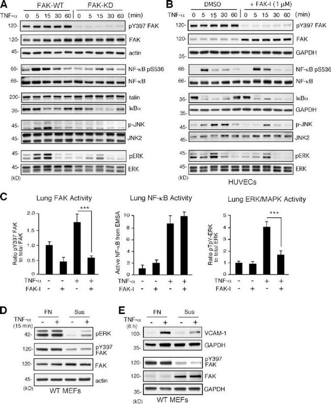 ERK1/ERK2 Antibody in Western Blot (WB)