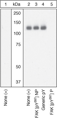 Phospho-FAK (Tyr397) Antibody in Western Blot (WB)