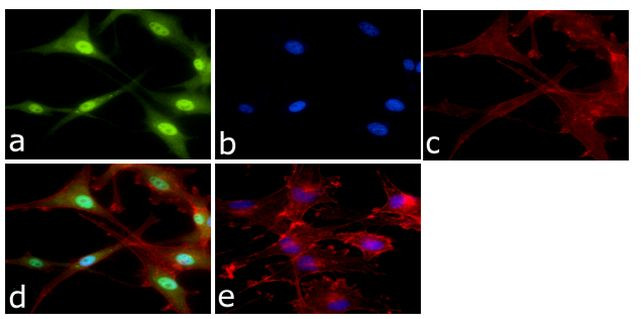 ERK1/ERK2 Antibody in Immunocytochemistry (ICC/IF)