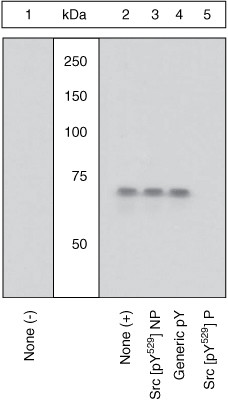 Phospho-SRC (Tyr529) Antibody in Western Blot (WB)