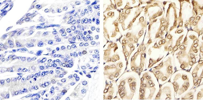 Phospho-ERK1/ERK2 (Thr185, Tyr187) Antibody in Immunohistochemistry (Paraffin) (IHC (P))