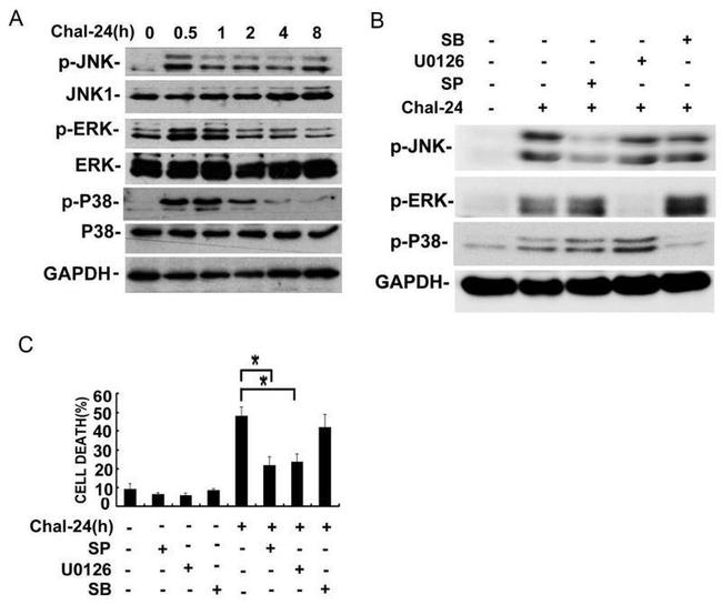 Phospho-JNK1/JNK2 (Thr183, Tyr185) Antibody in Western Blot (WB)