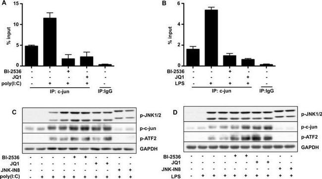 Phospho-JNK1/JNK2 (Thr183, Tyr185) Antibody in Western Blot (WB)