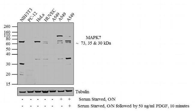 ERK5 Antibody