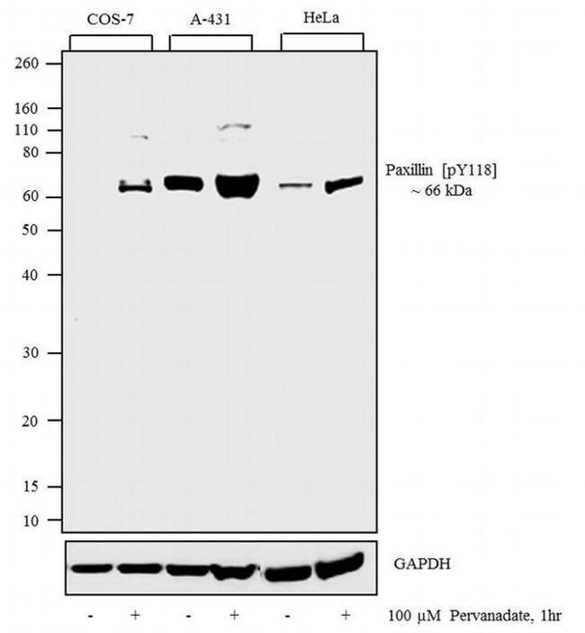 Phospho-Paxillin (Tyr118) Antibody