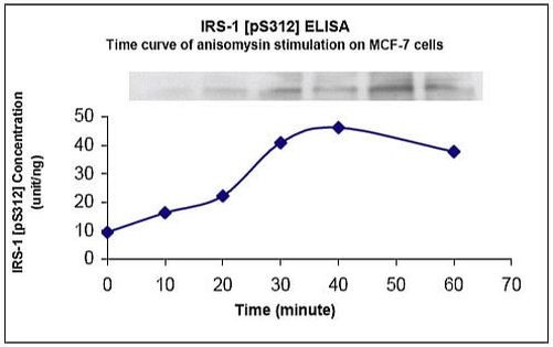 Human IRS1 (Phospho) [pS312] ELISA Kit