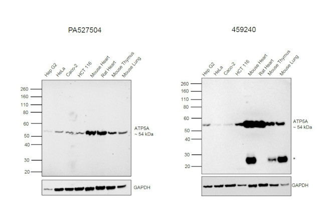 ATP5A1 Antibody