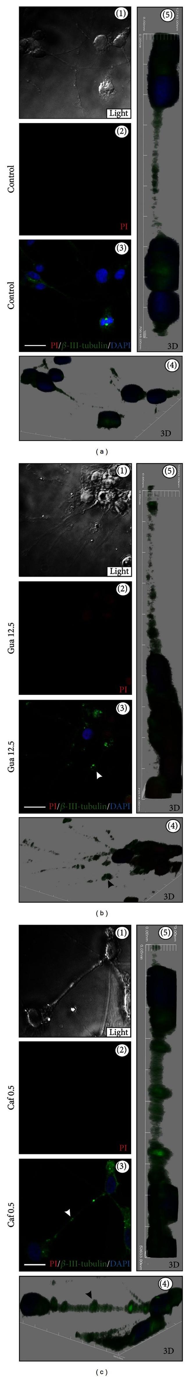 beta Tubulin Antibody in Immunocytochemistry (ICC/IF)