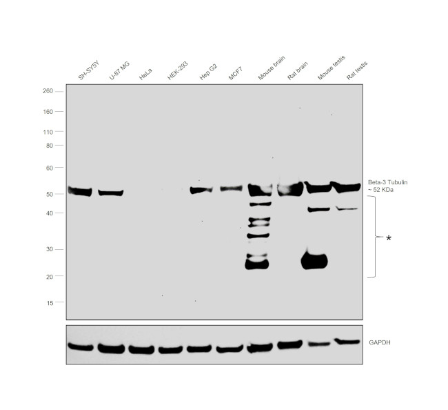 beta Tubulin Antibody