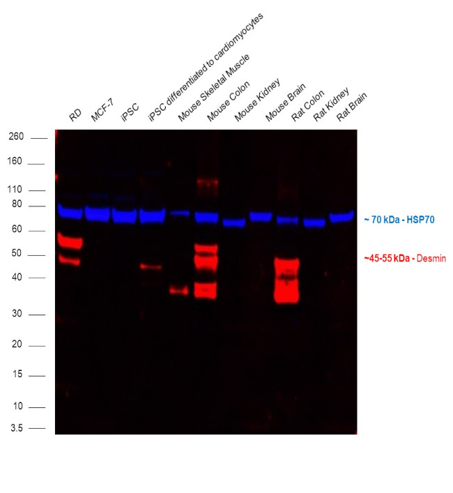 Desmin Antibody