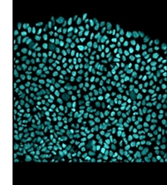 SOX2 Antibody in Immunocytochemistry (ICC/IF)