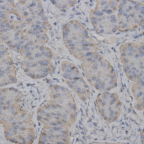 eNOS Antibody in Immunohistochemistry (Paraffin) (IHC (P))