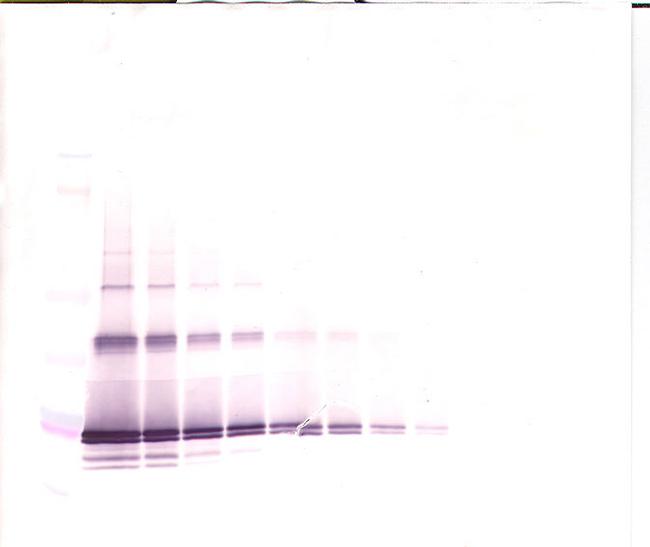 FGF4 Antibody in Western Blot (WB)