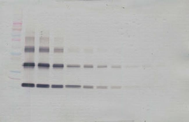 IL-33 Antibody in Western Blot (WB)