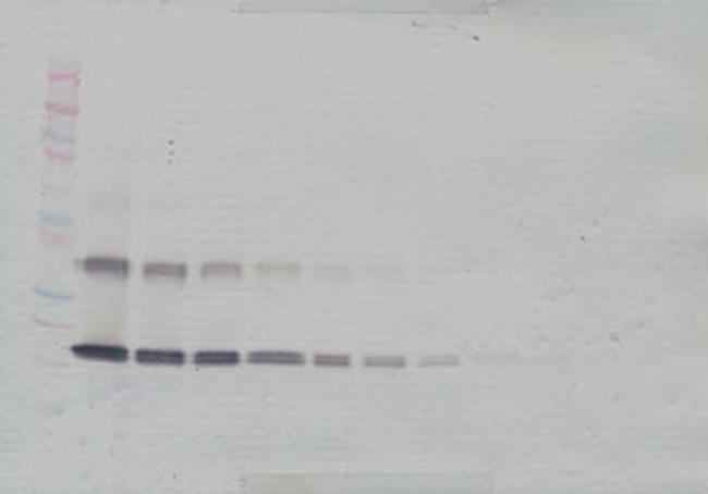 IL-33 Antibody in Western Blot (WB)