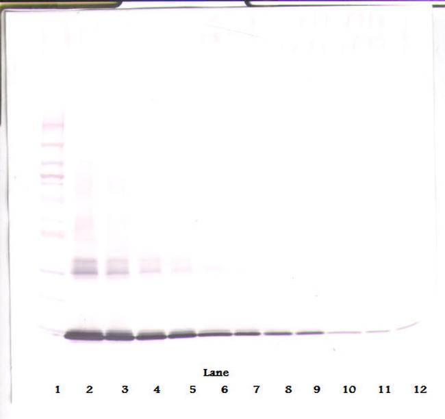 GM-CSF Antibody in Western Blot (WB)